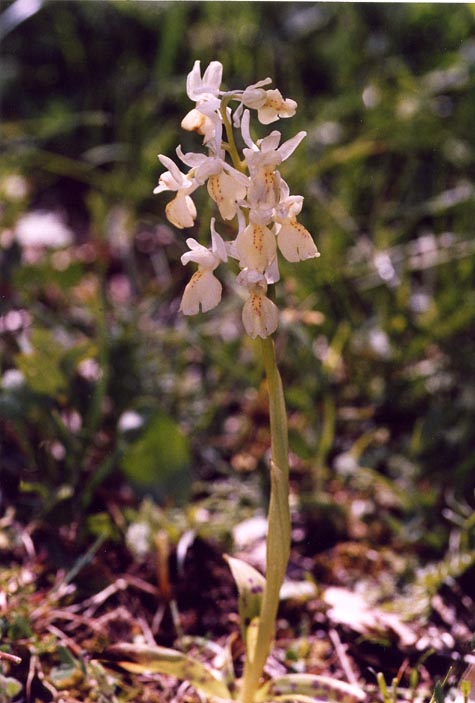 Orchis provincialis